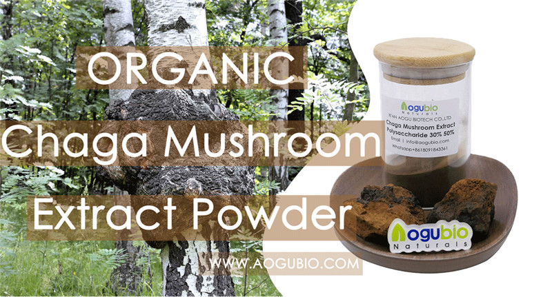 0rganic Reishi musroom extract powder5