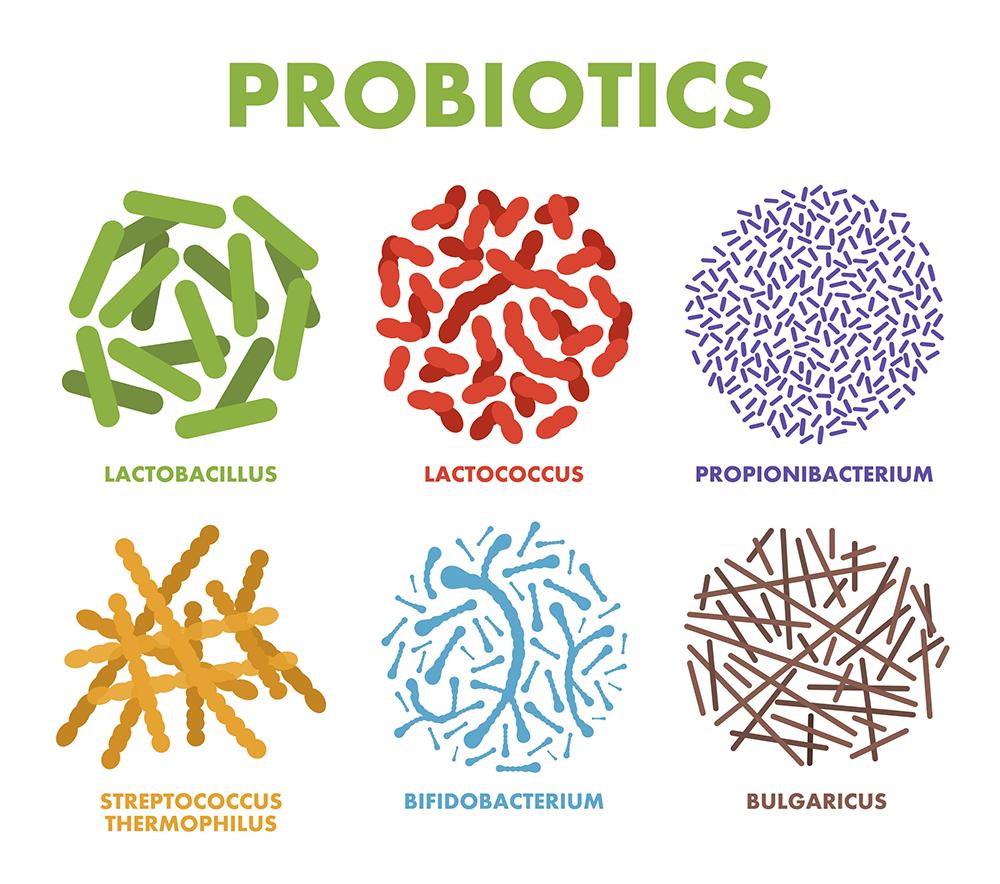 1 Lactobacillus plantarum