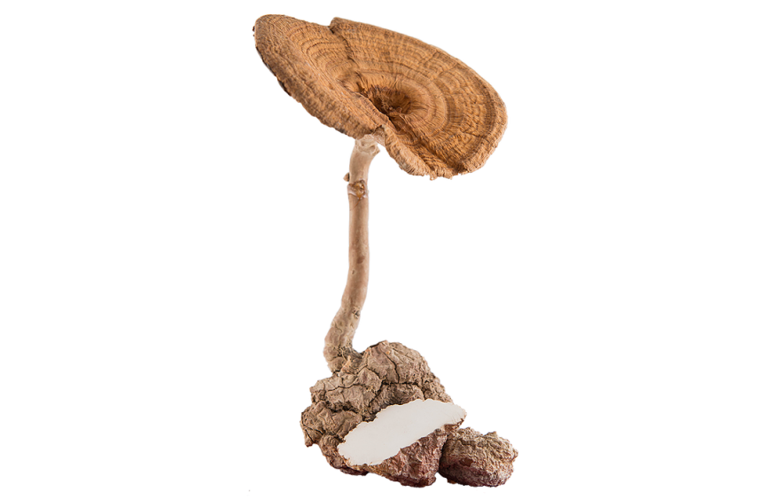 What is Tiger milk mushroom？