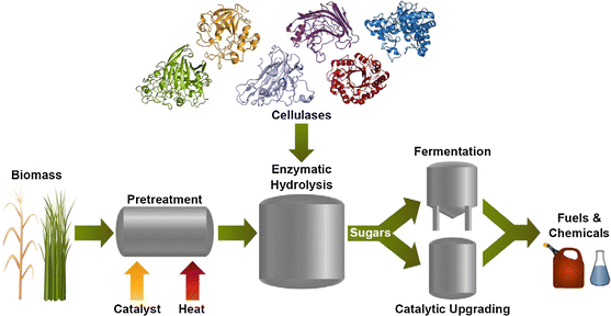 What is Cellulase？