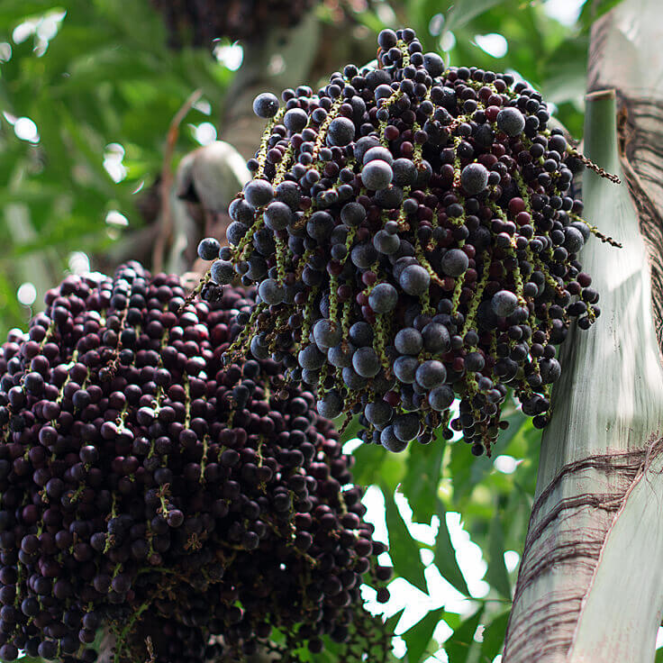 Acai berry powder-1