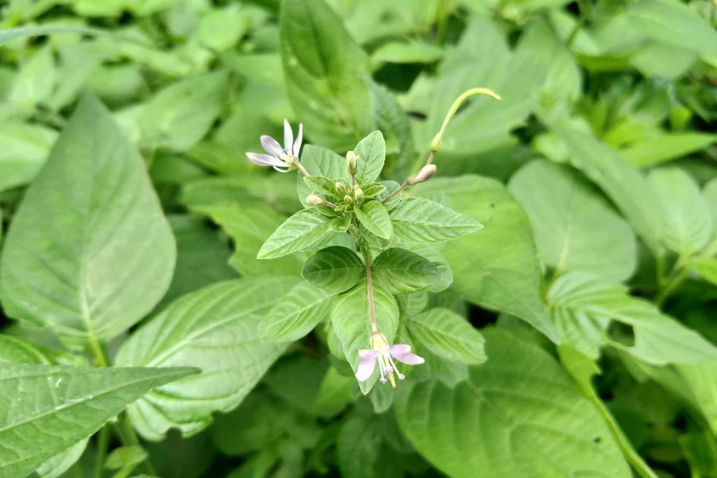 Alfalfa powder