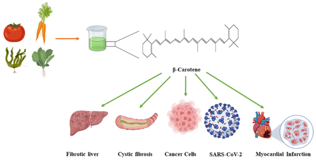 Beta carotene_副本