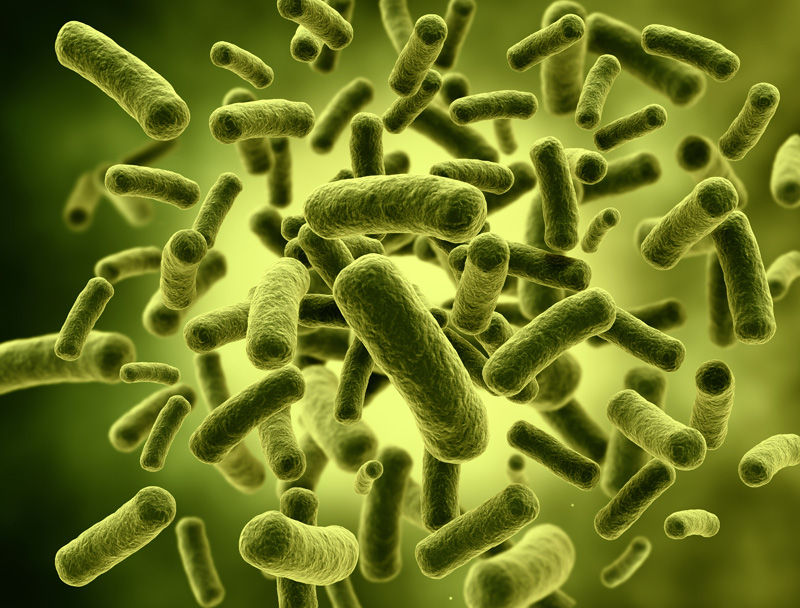 Bifidobacterium bifidum-probiotics