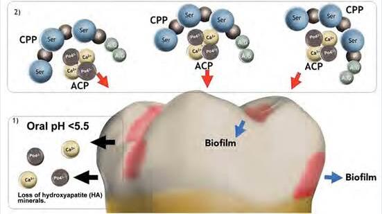 Casein Phosphopeptide application (2)