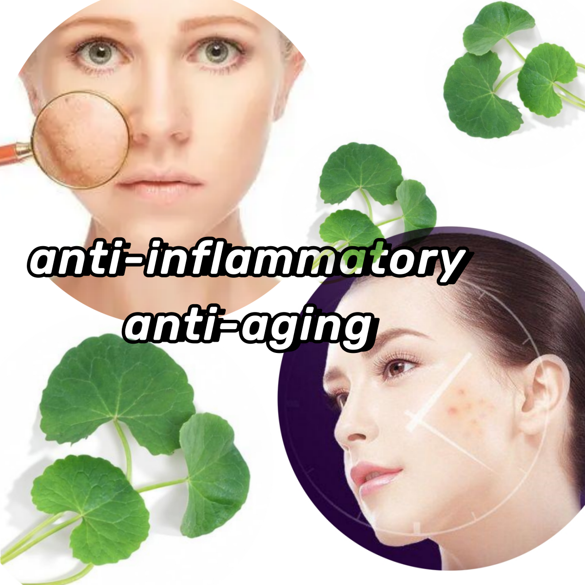 Centella Asiatica extract Total Triterpenes 4