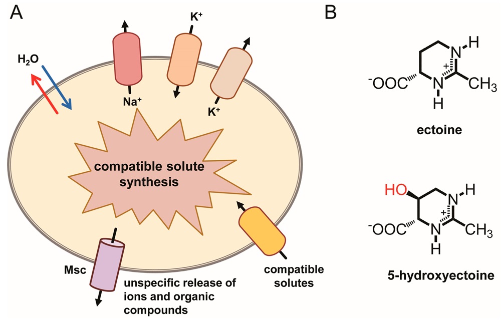 Ectoine mechanism