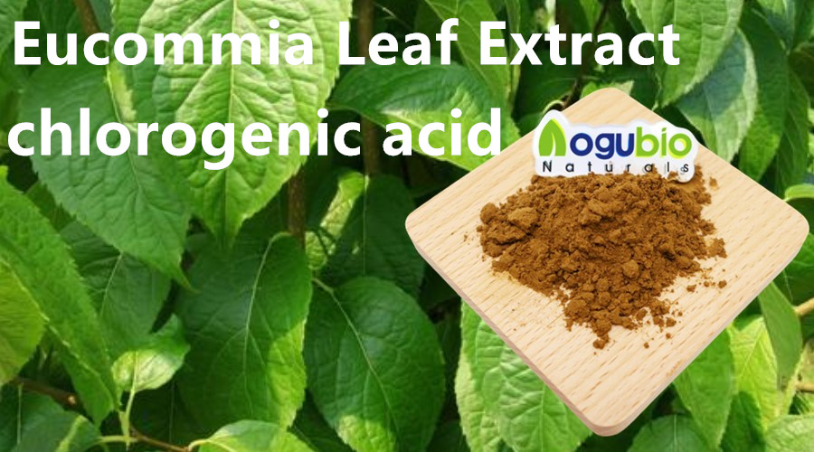 Eucommia Leaf Extract: Exploring Its Countless Benefits