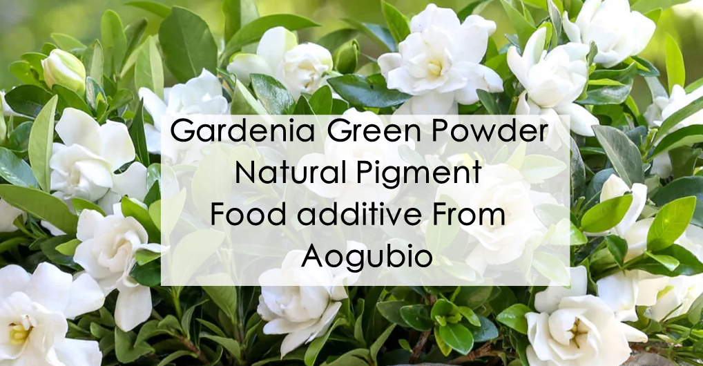 Discover the infinite possibilities of gardenia green powder in daily life