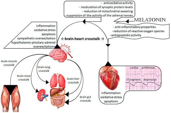 L-tryptophan function