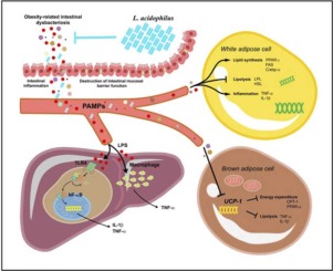 Lactobacillus Acidophilus func