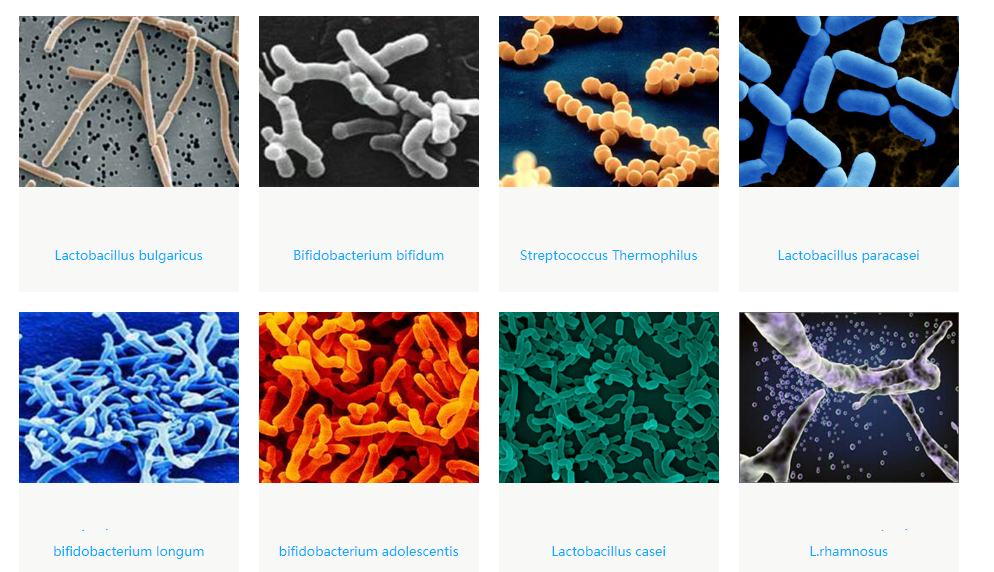 Lactobacillus Rhamnosus GG