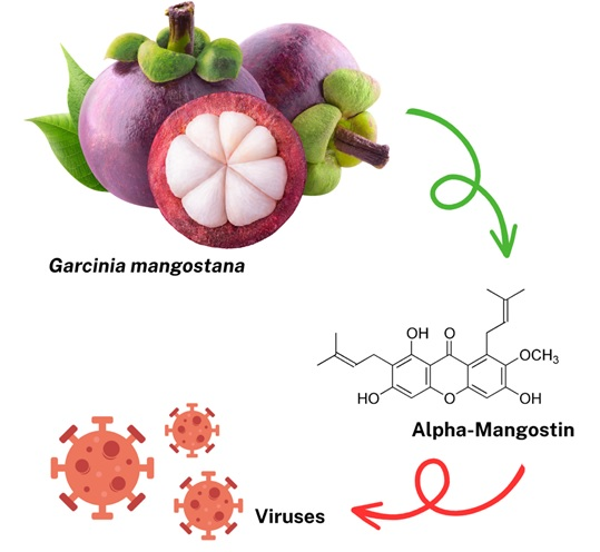 Mangosteen extract benefits