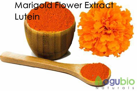 Marigold flower extract lutein