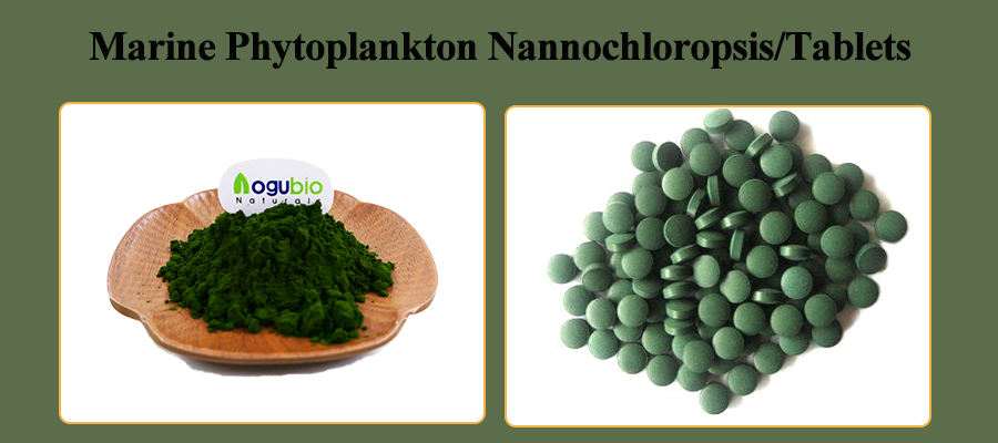 Marine-Phytoplankton-Nannochloropsis