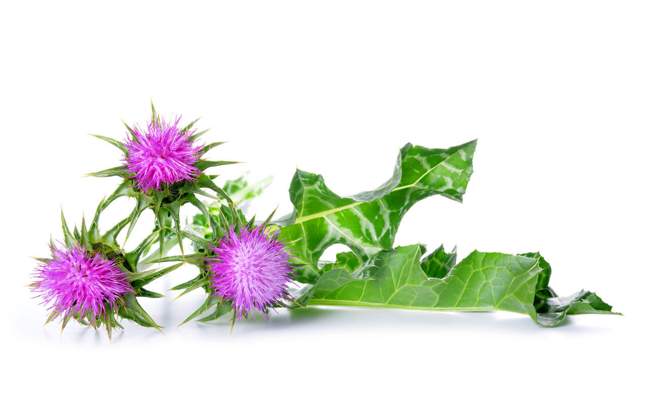 Milk Thistle Extract (1)