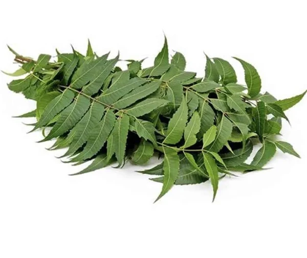 Neem leaf exytact 苦楝叶提取物