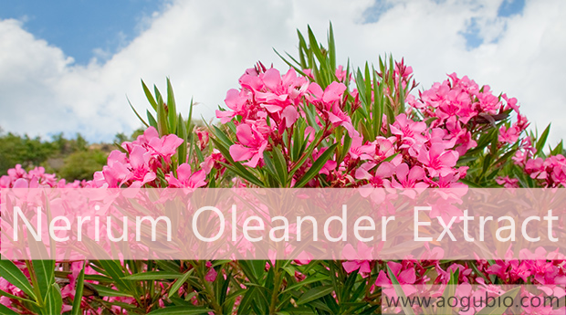 Aogubio: Introducing Nerium Oleander Extract and Its Medicinal Properties