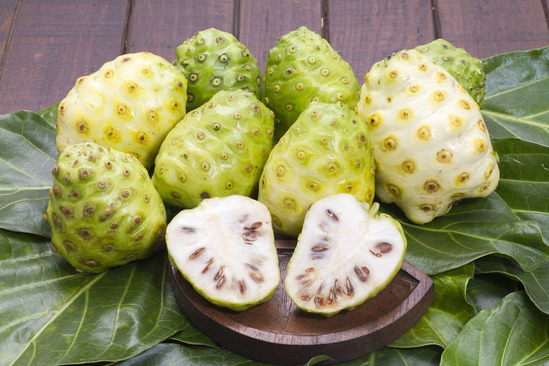 “Noni Powder: A Powerful Anti-inflammatory and Pain Reliever”