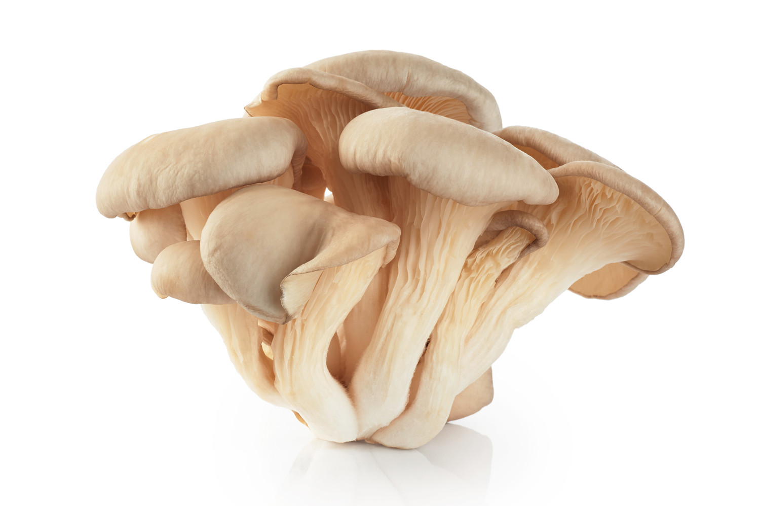 Oyster Mushrooms (1)