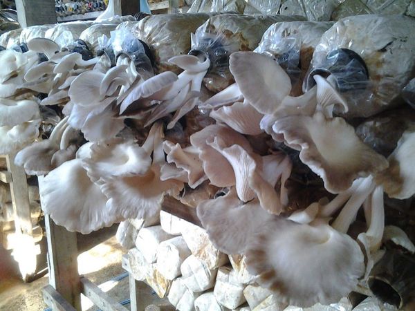 What Are Oyster Mushrooms?