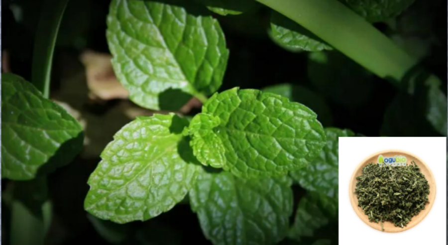 Peppermint leaf Powder 1