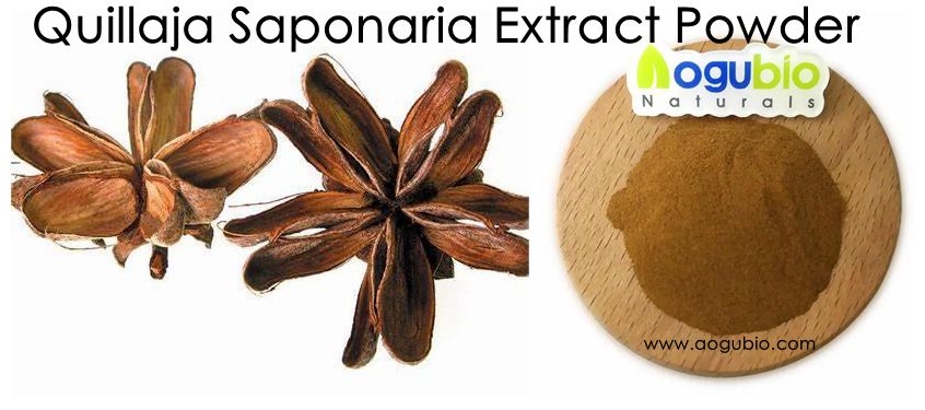 Quillaja Saponaria Extract 皂树皮