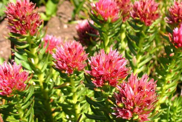 Rhodiola Rosea 2