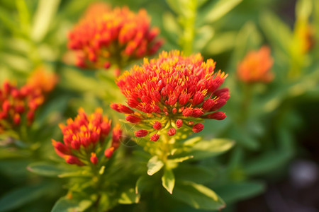 Rhodiola Rosea