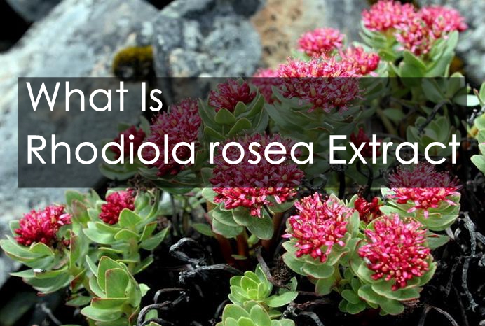 Rhodiola rosea extract 1