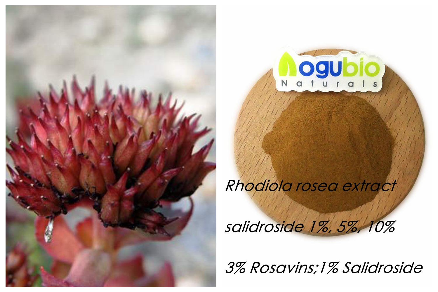 Rhodiola rosea extract 2