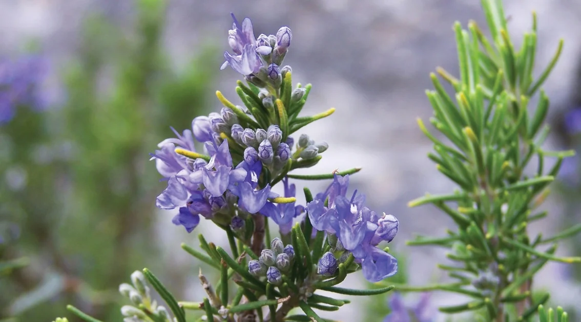 Rosemary Extract (2)