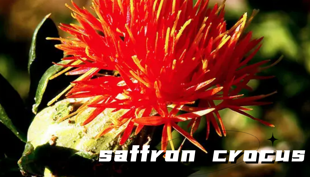 Saffron extract 1