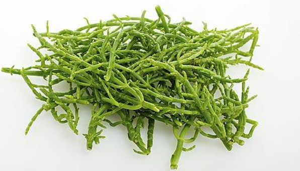 Salicornia (2)