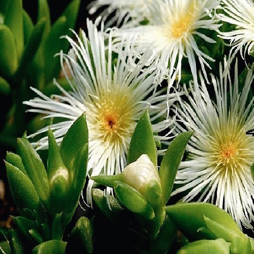 What can kanna (Sceletium tortuosum) help you with？