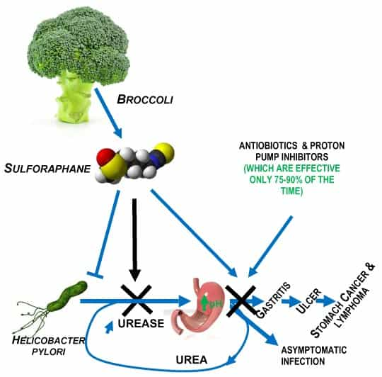 Sulforaphane (2)