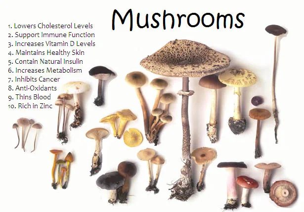 Top Mushroom Extract beta glucan products