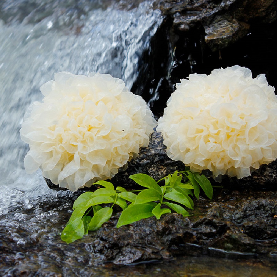 Tremella extract