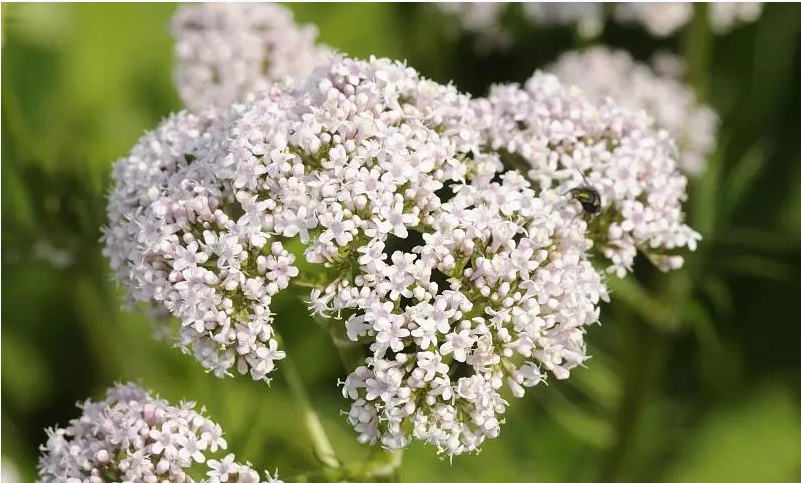 Discover the wonders of Aogubio’s valerian extract: from sleep aid to overall health booster