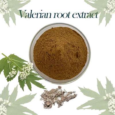 Herb Extract Supplement Valerian root (Valeriana officinalis) extract