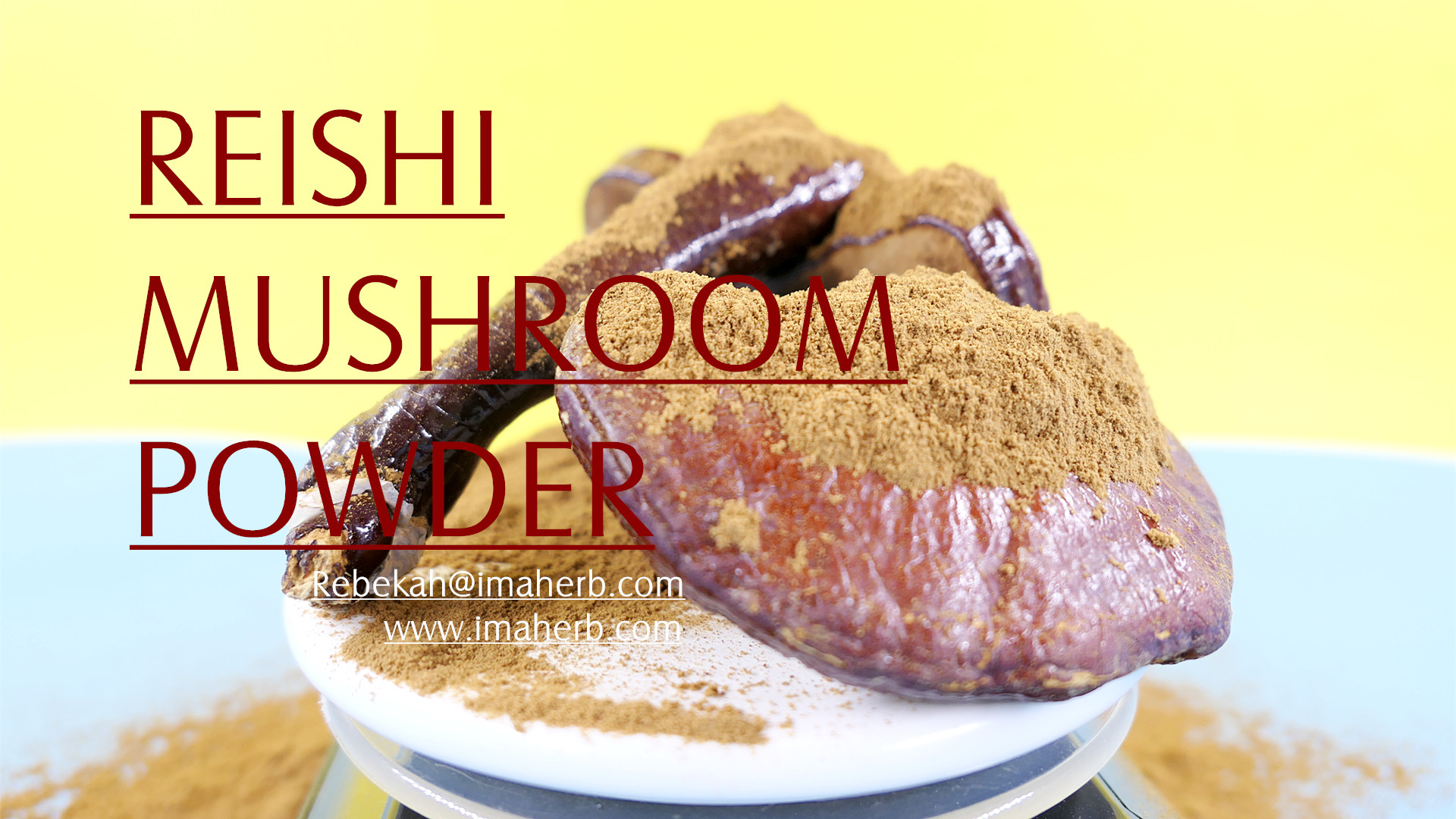 What Is Mushroom Extract Powder And What Can It Do For You0