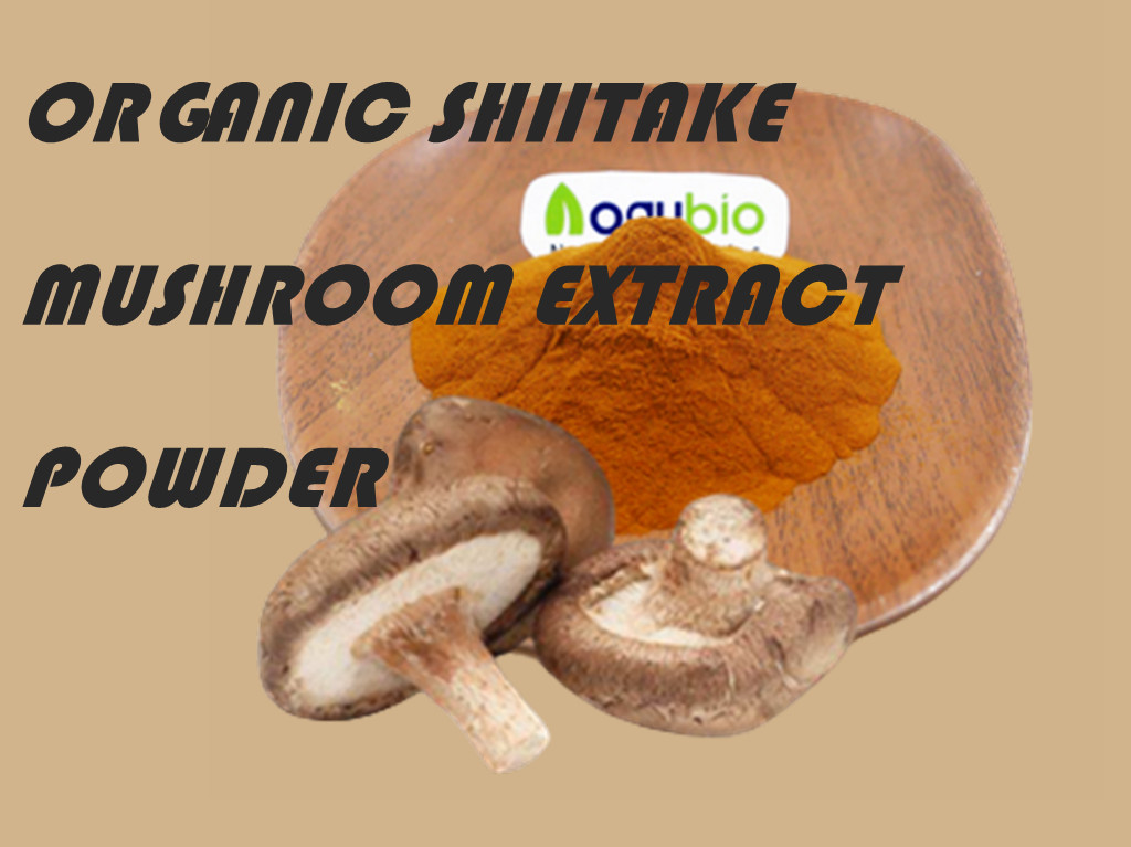 What Is Mushroom Extract Powder And What Can It Do For You1