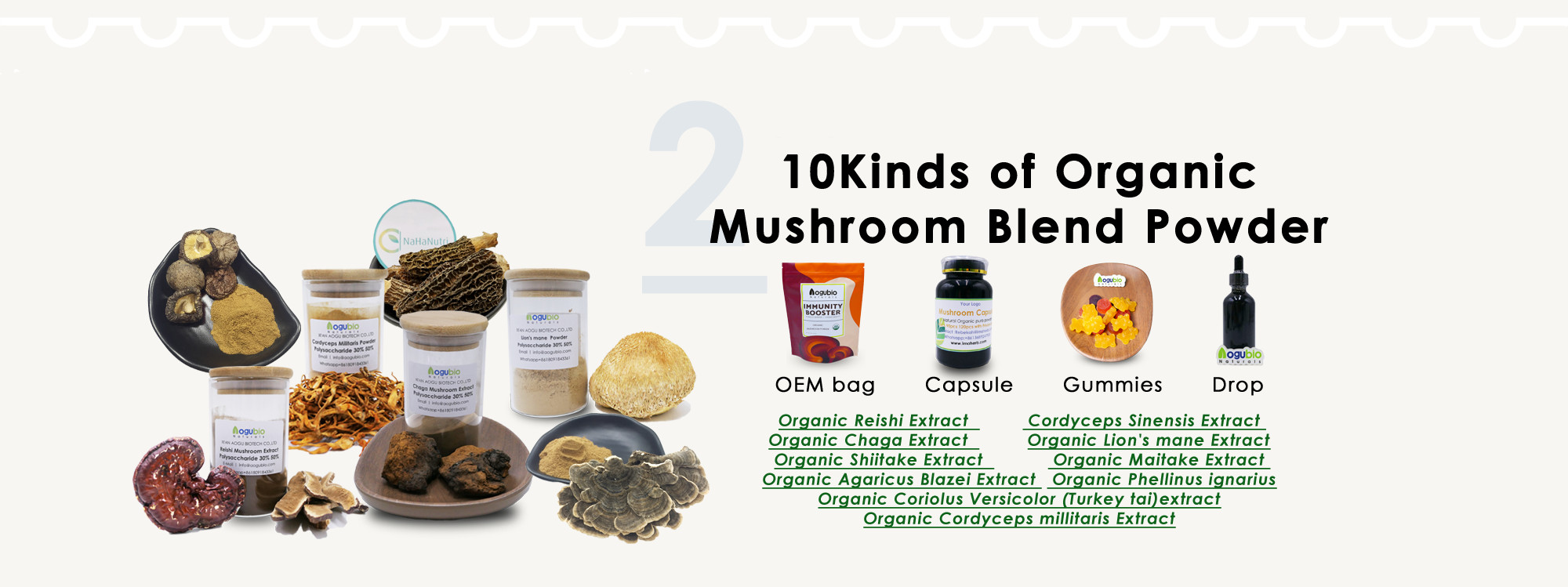 What Is Mushroom Extract Powder And What Can It Do For You3