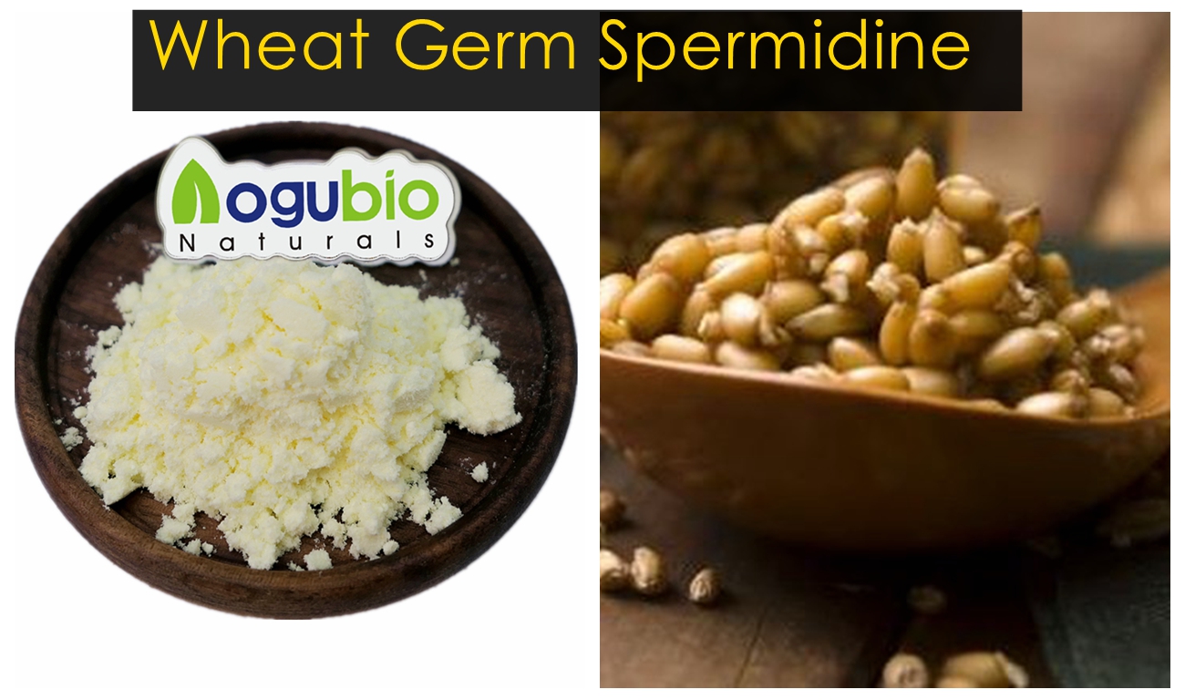 Wheat Germ Spermidine 2