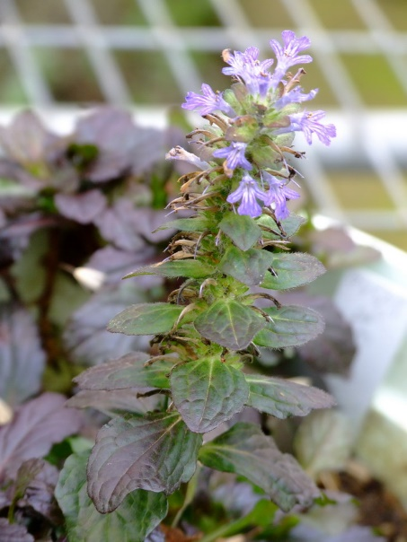 ajuga turkestanica