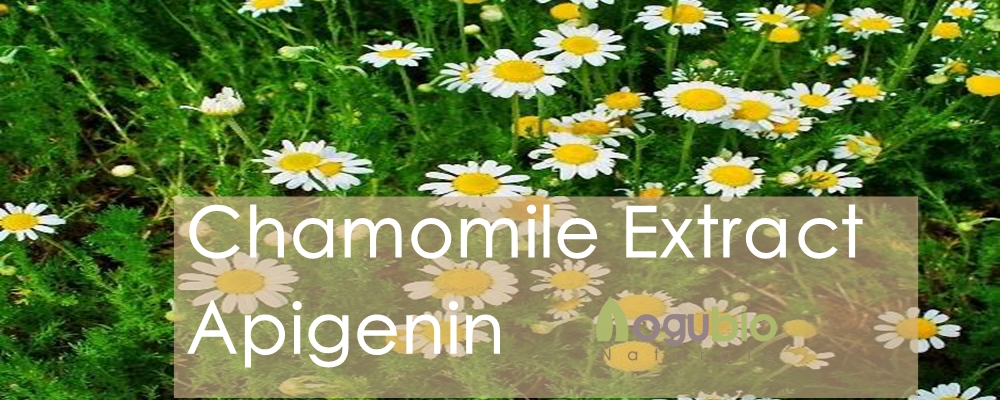 Do you want to know something about Chamomile extract- Apigenin