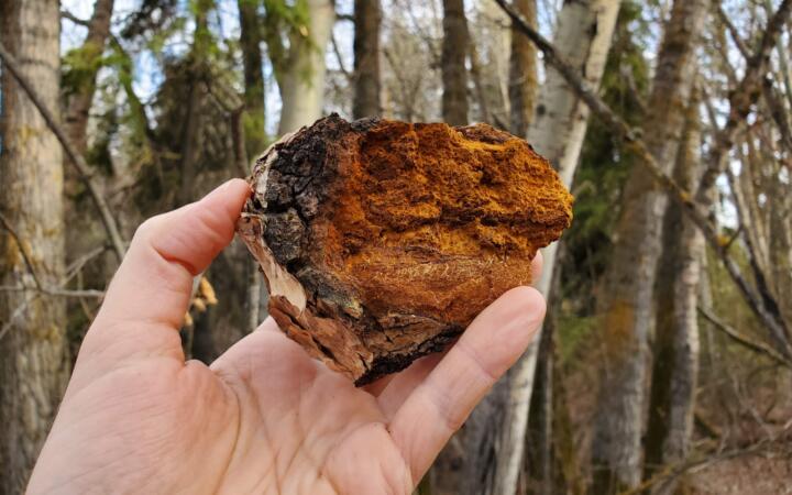 chaga mushroom (4)