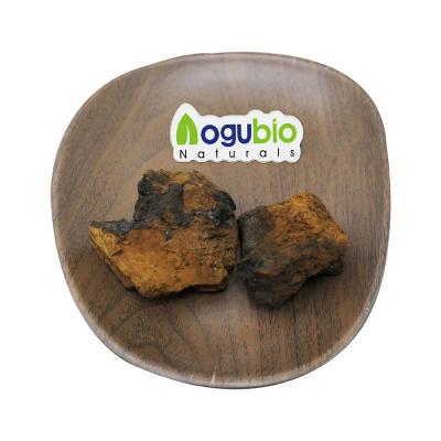 chaga mushroom