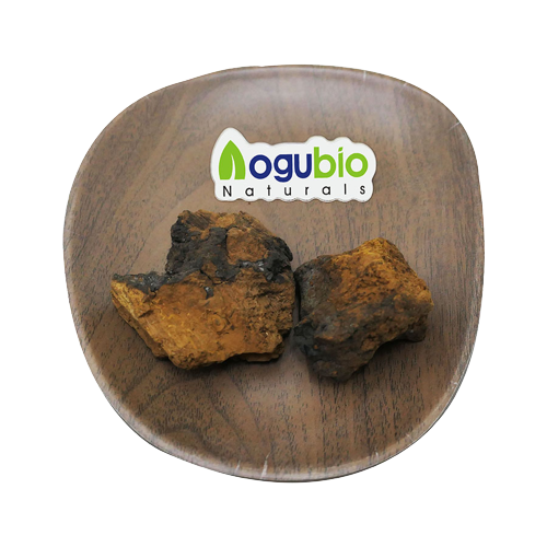 chaga mushroom