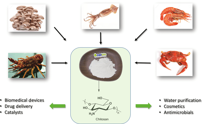 Chitosan: Everything You Need to Know